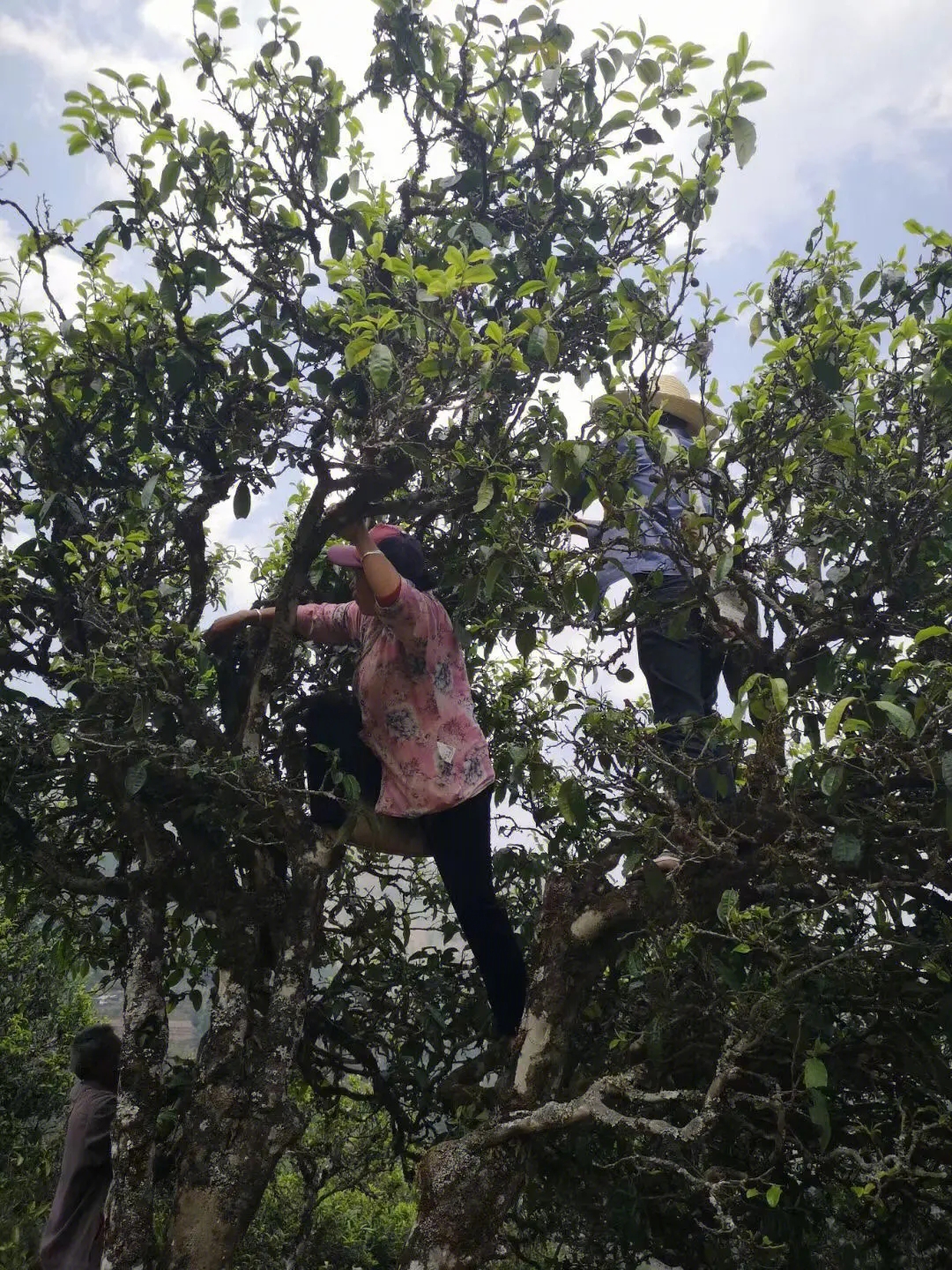 2023年寧洱擺尾箐古樹春茶特點(diǎn)是什么？