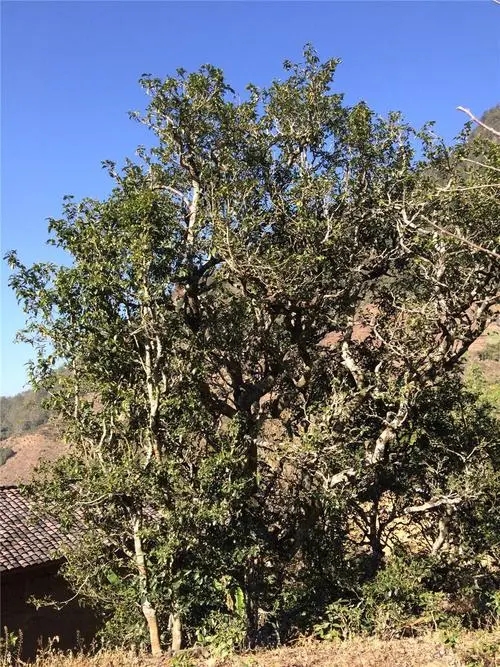 2023年寧洱擺尾箐古樹春茶價(jià)格是多少？