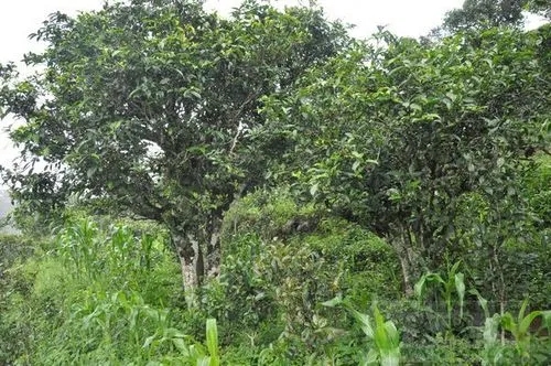 2023年鎮(zhèn)沅老海塘古樹春茶特點(diǎn) 是什么？