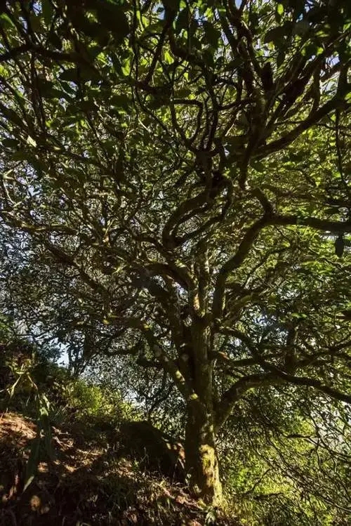 2023年鎮(zhèn)沅老烏山古樹春茶品質(zhì)如何？