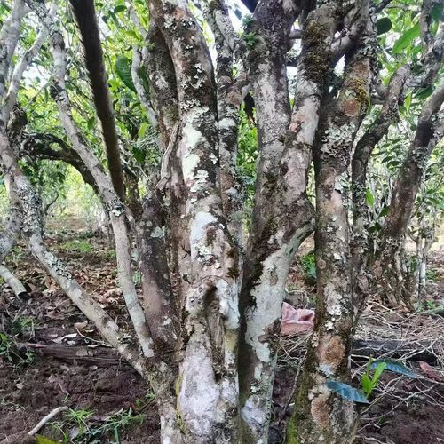 2023年鎮(zhèn)沅老烏山古樹春茶價(jià)格是多少？