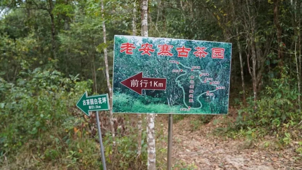 2023年普洱老安寨古樹春茶特點(diǎn)是什么？