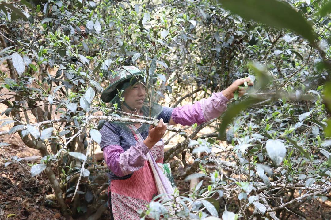 2023年普洱老安寨古樹春茶口感怎么樣？