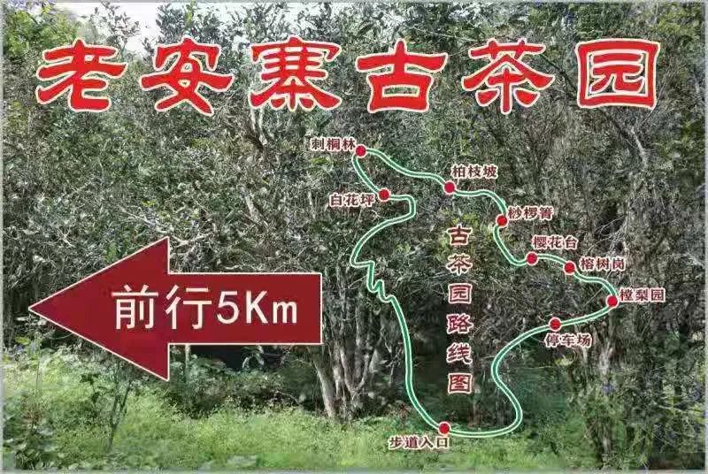 2023年普洱老安寨古樹春茶品質(zhì)如何？