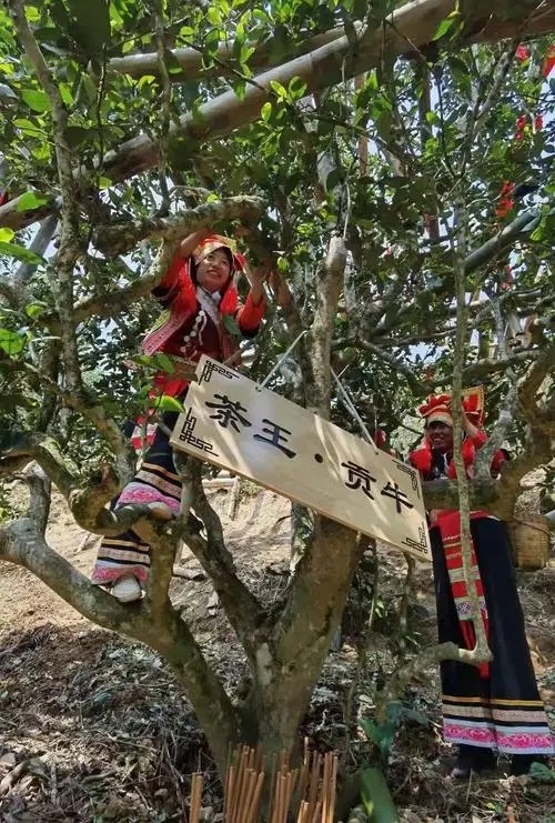 2023年普洱老安寨古樹春茶多少一公斤？