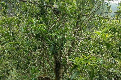 2023年千家寨古樹春茶口感怎么樣？