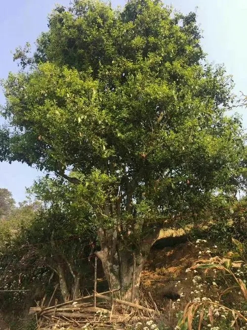 2023年千家寨古樹春茶特點是什么？