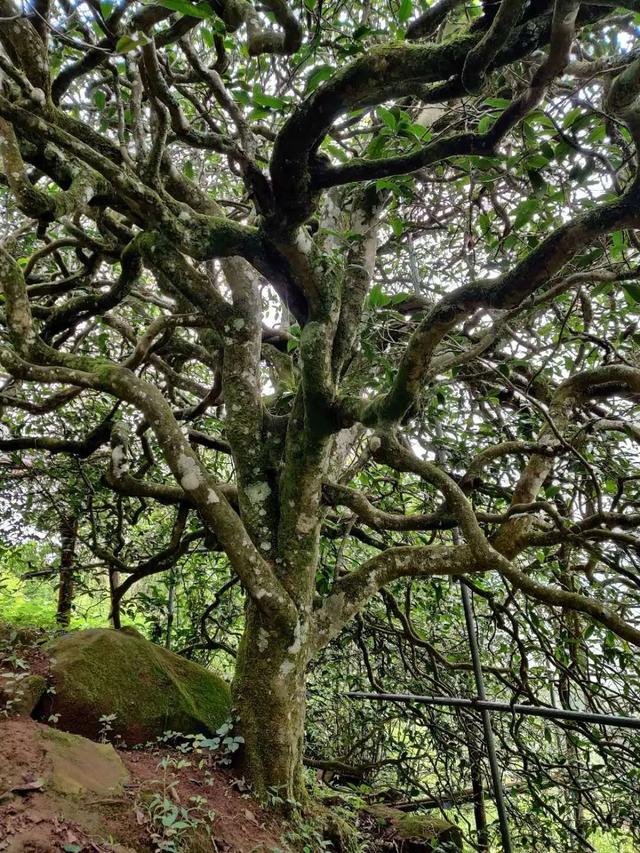 2023年千家寨古樹春茶品質(zhì)如何？