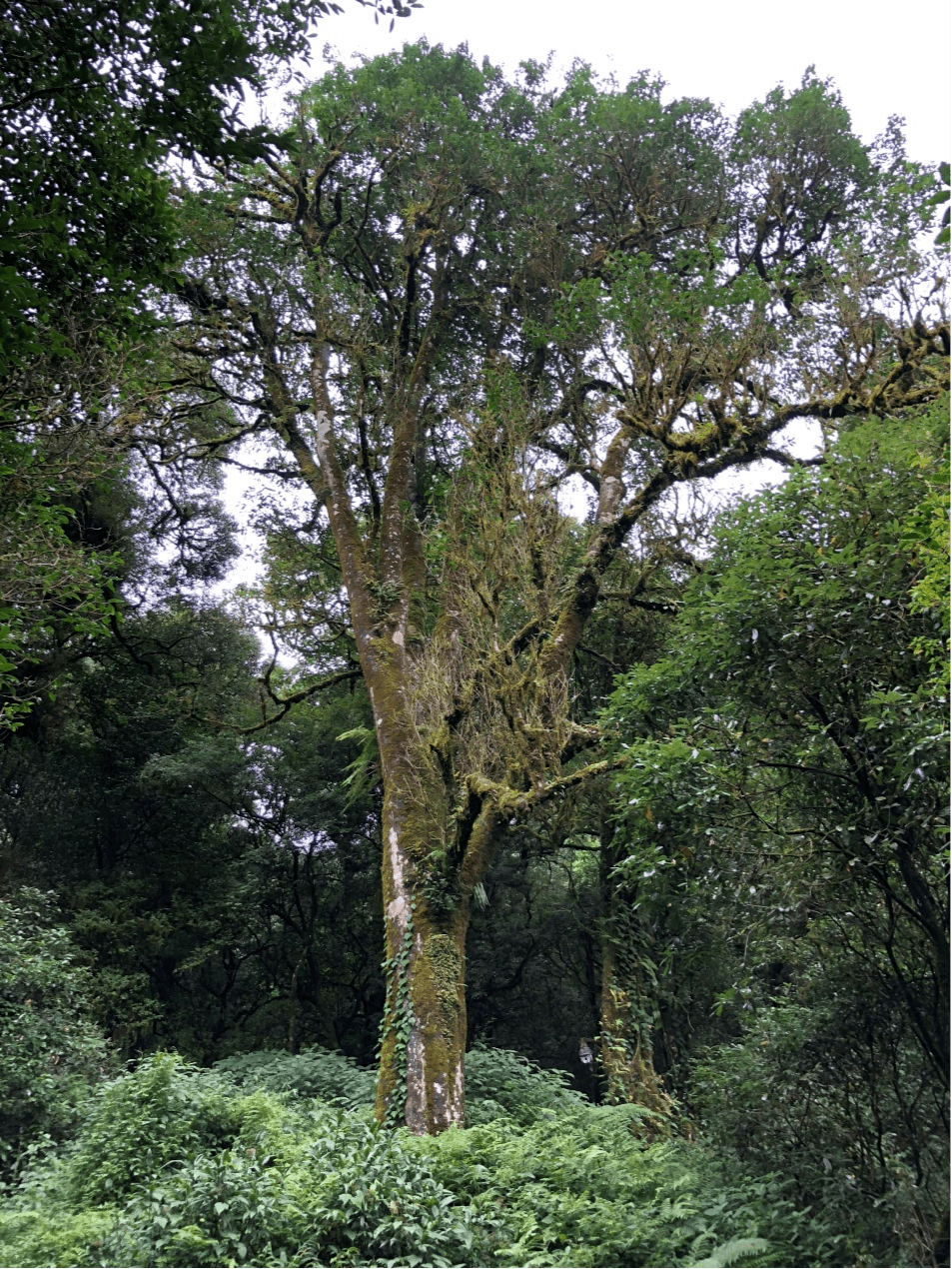 2023年千家寨古樹春茶價格是多少？