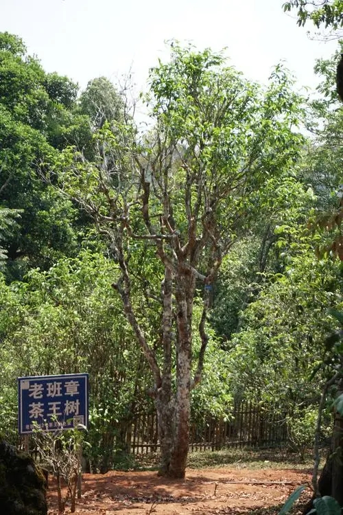 2024年老班章古樹春茶特點(diǎn)是什么？