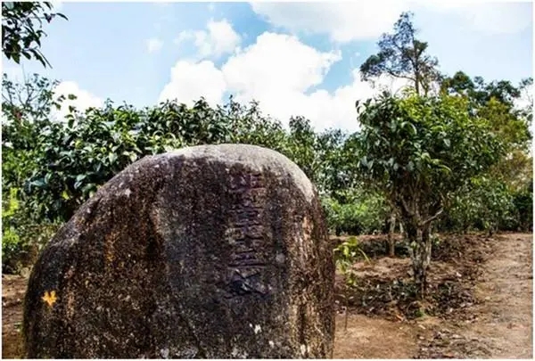 2024年老班章古樹春茶多少一公斤？