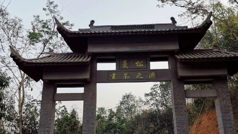 2024年曼松古樹春茶品質(zhì)如何？