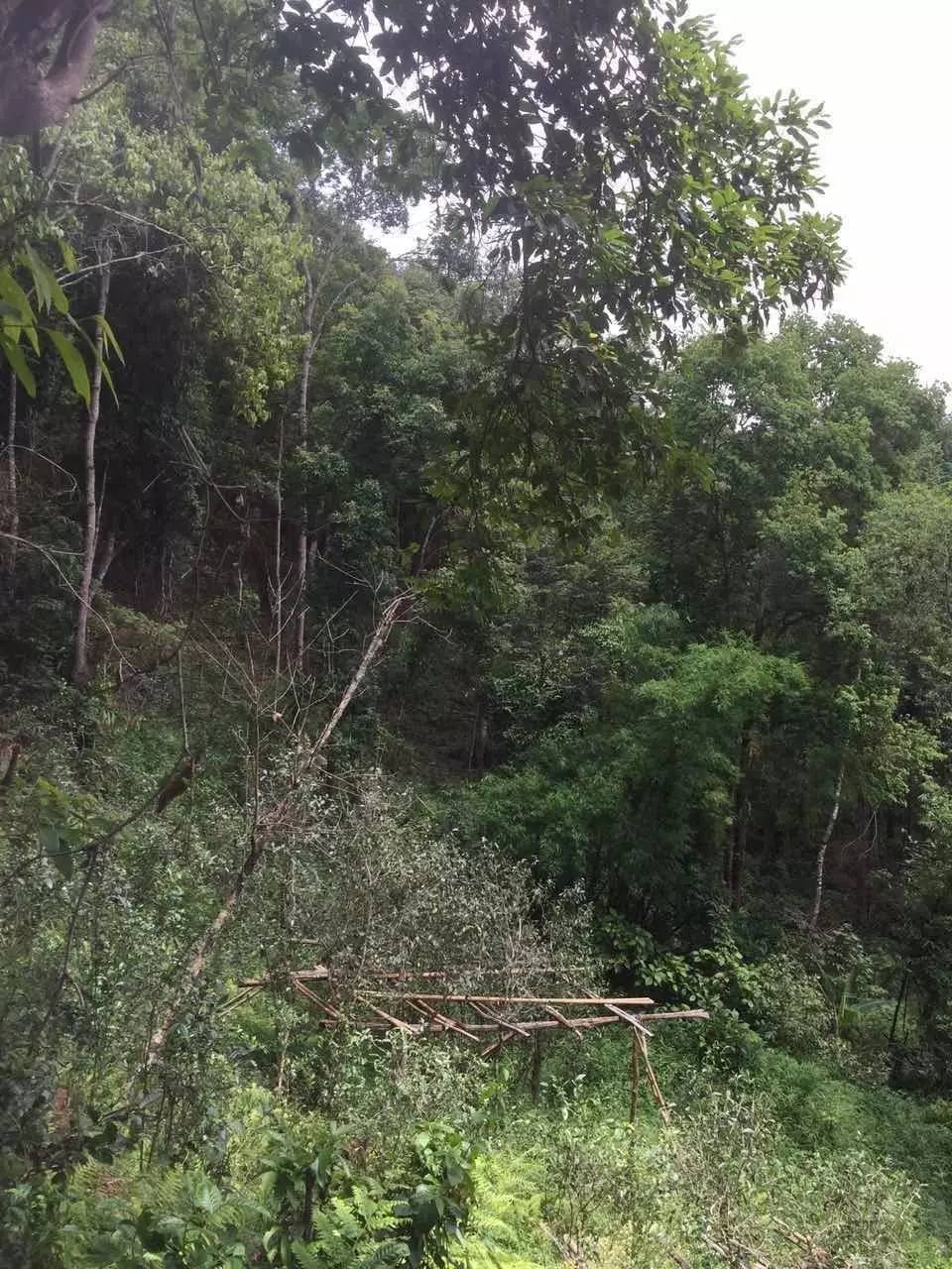 2024年曼松古樹(shù)春茶特點(diǎn)是什么？