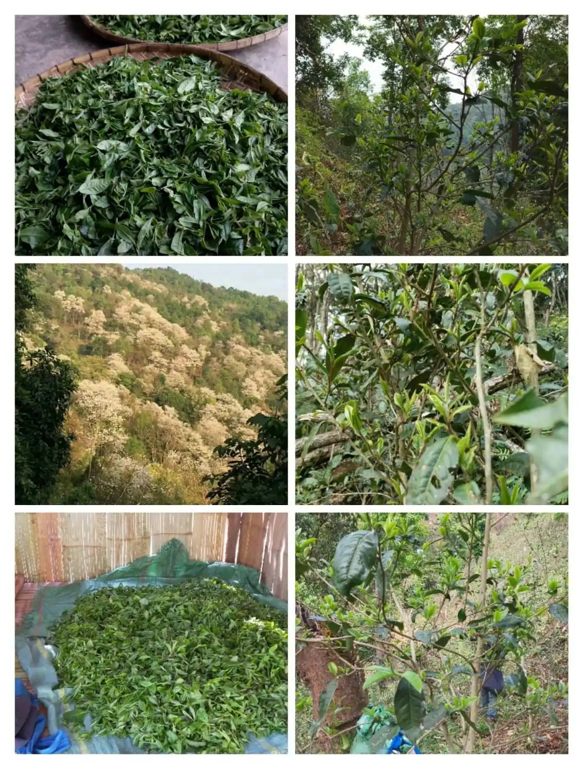 2024年曼松古樹(shù)春茶價(jià)格是多少？