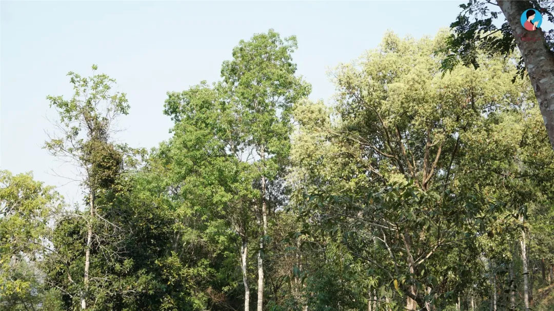 2024年曼松古樹春茶多少錢一公斤？