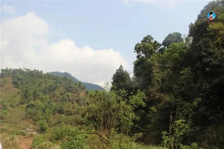 2024年薄荷塘古樹春茶品質(zhì)怎么樣？