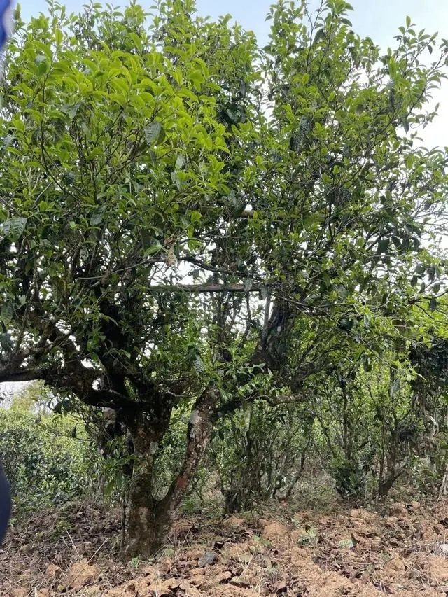 2024年薄荷塘古樹春茶價格是多少？