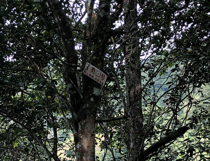 2024年薄荷塘古樹春茶多少錢一公斤？