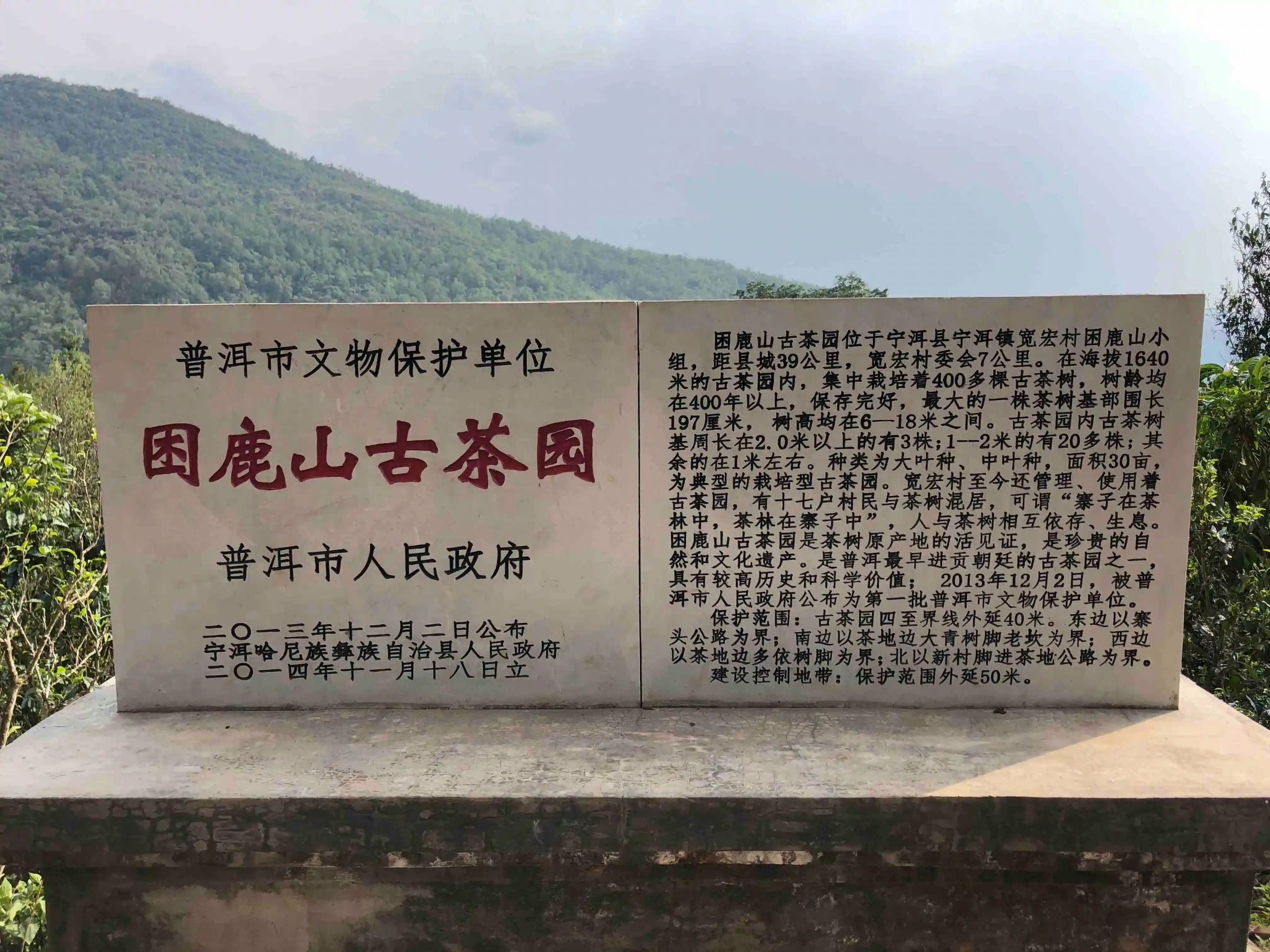 2024年困鹿山古樹春茶品質(zhì)怎么樣？