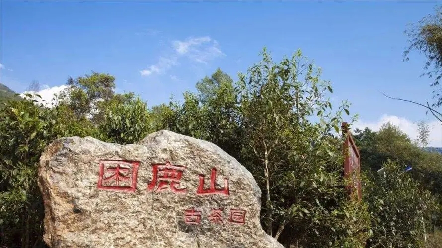 2024年困鹿山古樹春茶特點是什么？