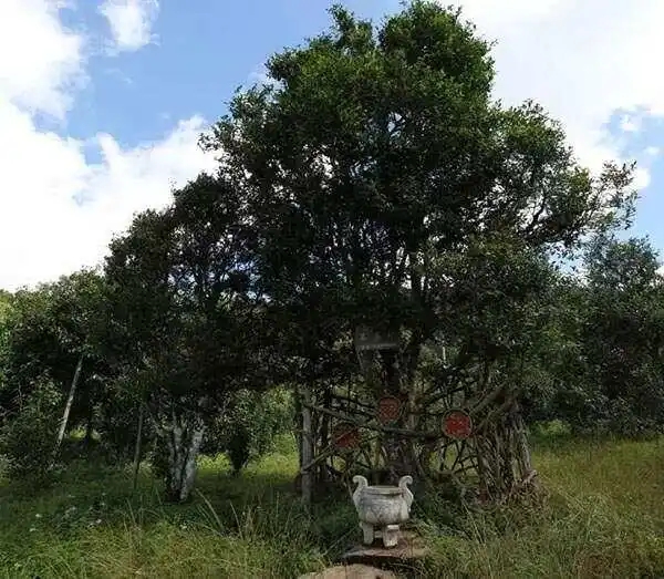 2024年困鹿山古樹春茶價(jià)格是多少？