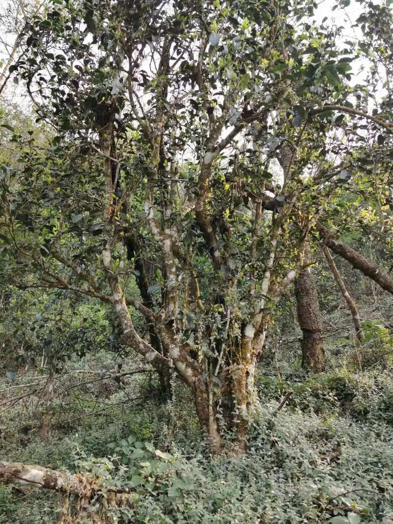 2024年迷帝古樹春茶口感如何？