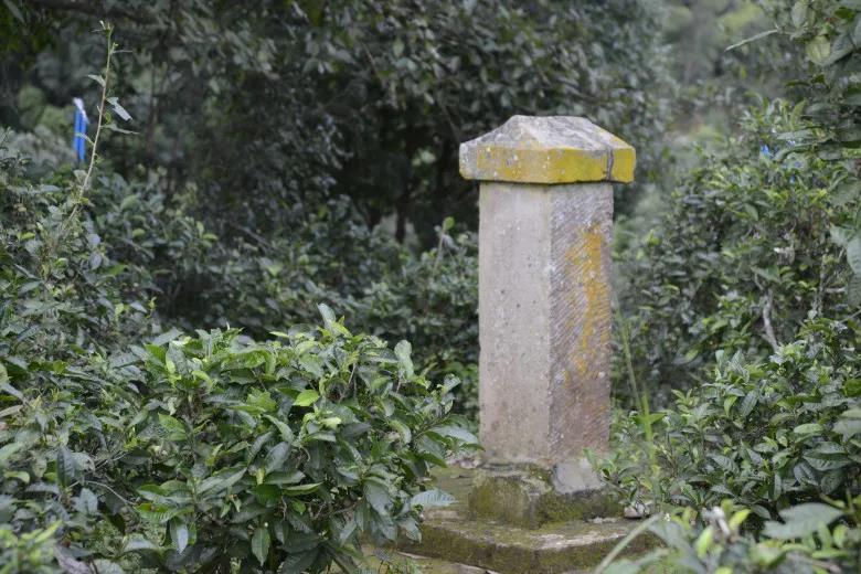 2024年迷帝古樹春茶價(jià)格是多少？