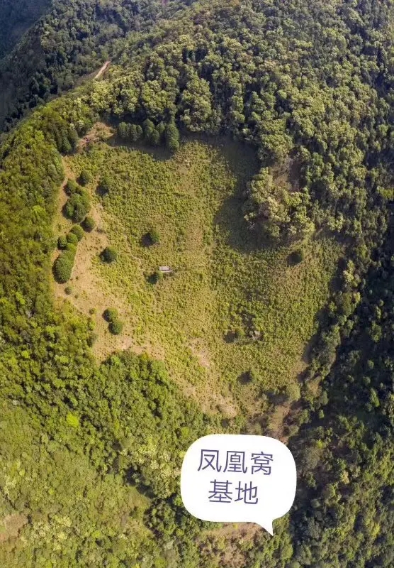 2024年墨江鳳凰窩古樹春茶口感如何？