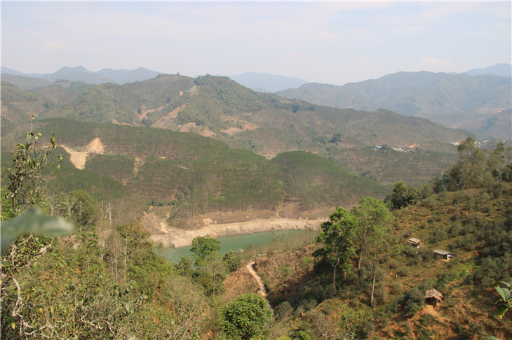 2024年昔歸古樹春茶口感是什么？