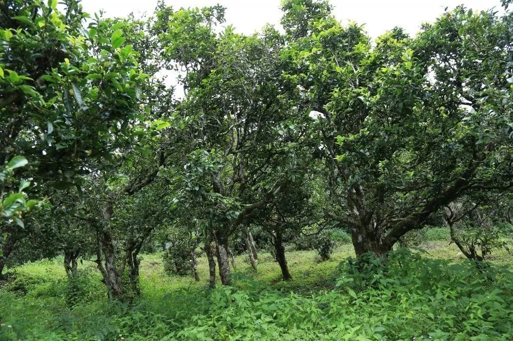 2024年昔歸古樹春茶價(jià)格是多少？