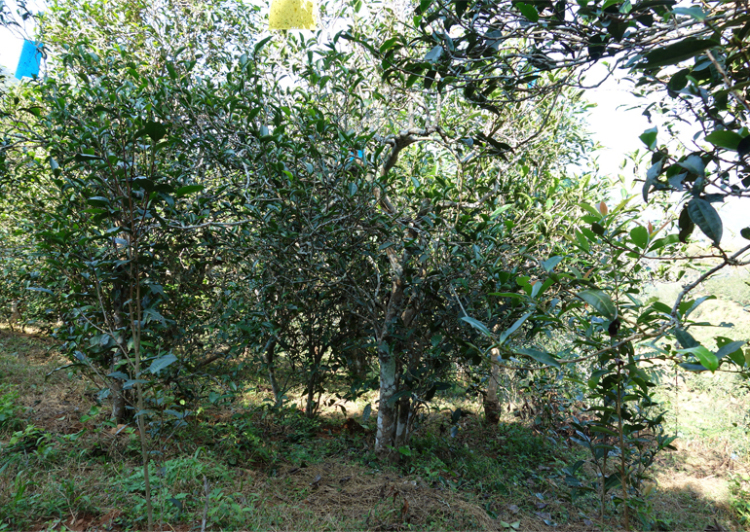 2024年昔歸古樹春茶多少錢一公斤？