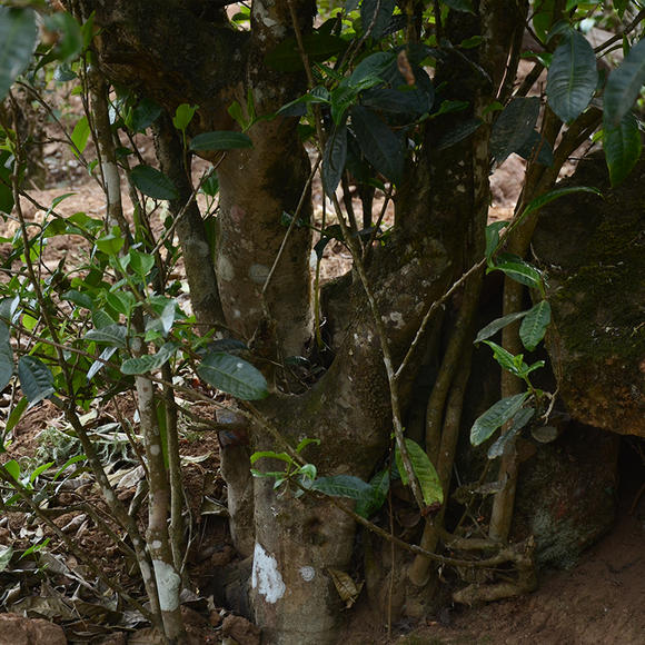 2024年磨烈古樹春茶口感怎么樣？