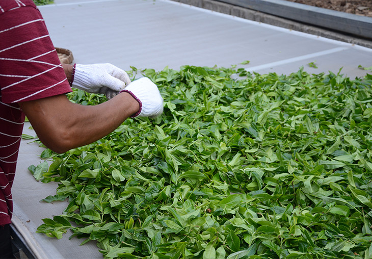 2024年磨烈古樹春茶特點(diǎn)是什么？