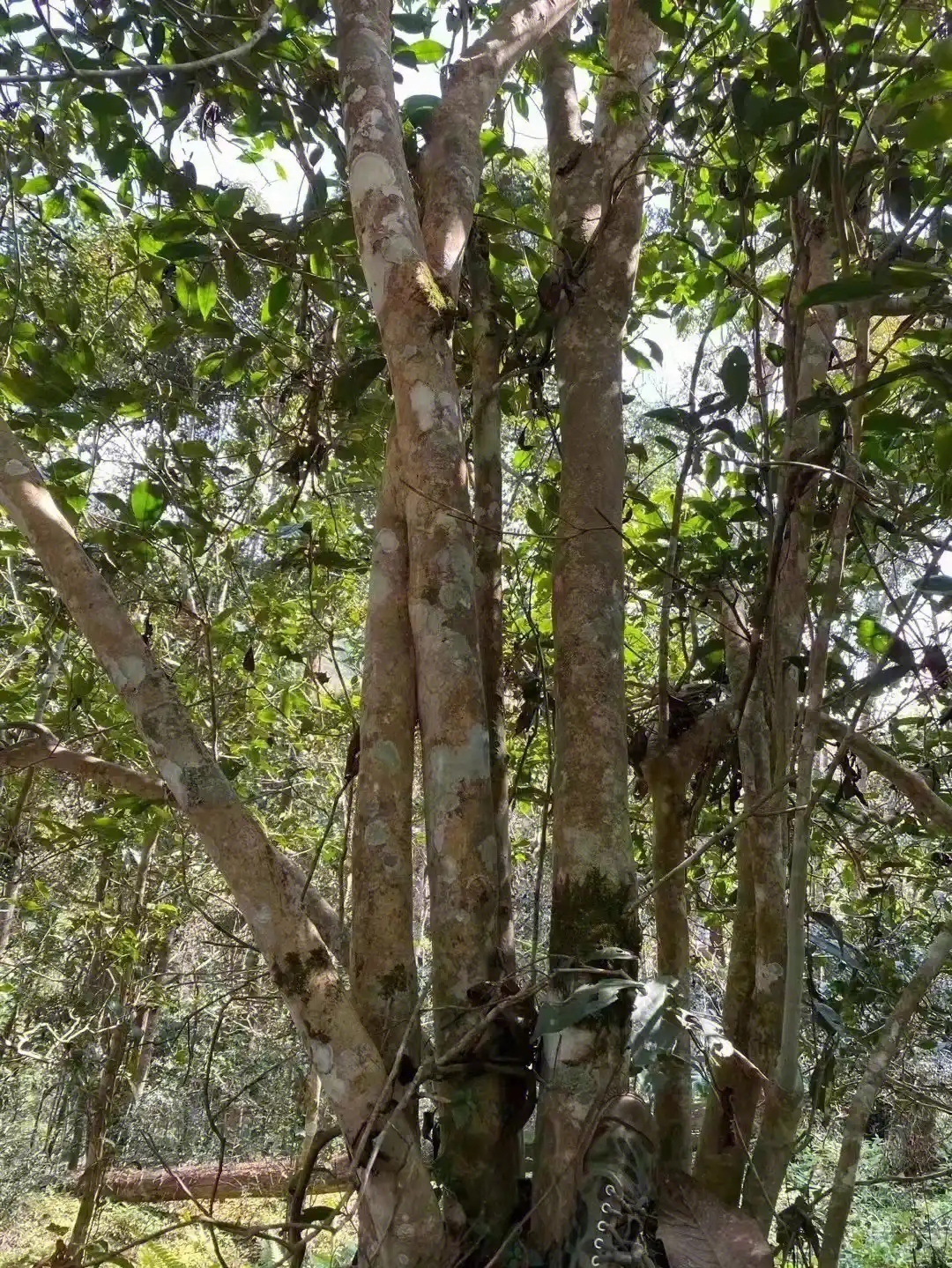 【薄荷塘】普洱茶為什么叫高桿茶？