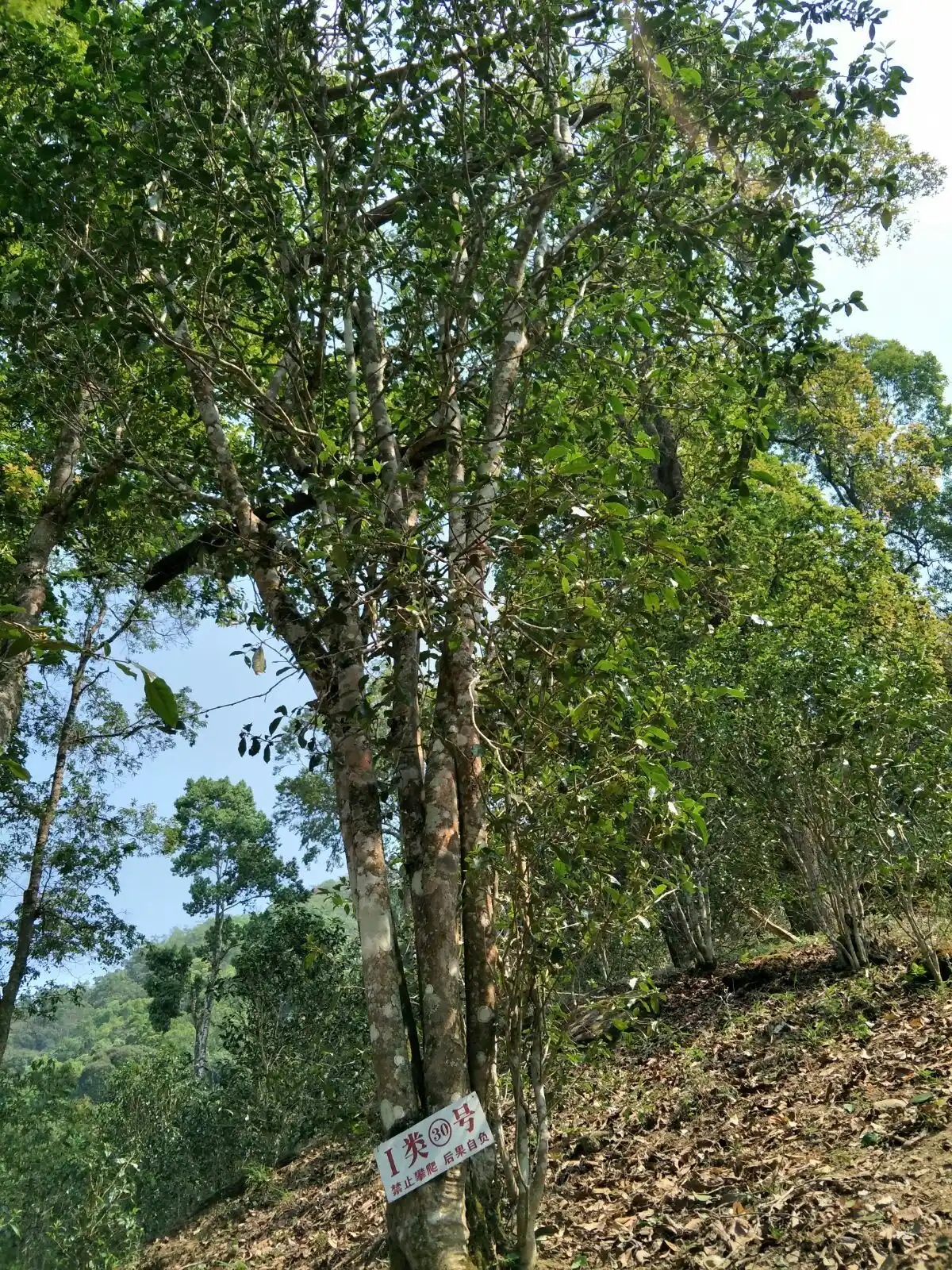野境王者、普洱巔峰！薄荷塘成為普洱無冕之王的十大原因