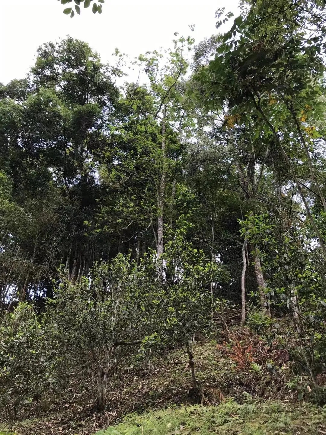 2025年易武古樹春茶口感如何？