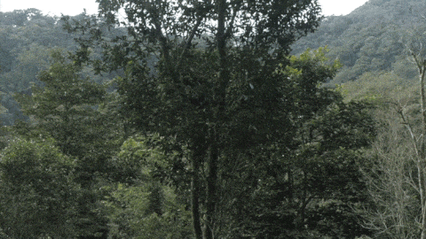 2025年易武古樹春茶價(jià)格是多少？