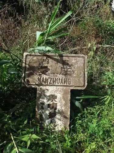 2025年蠻磚古樹春茶特點(diǎn)是什么？