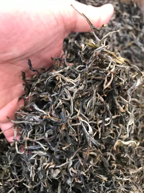 倚邦 | 兩朝貢茶，六山香魁