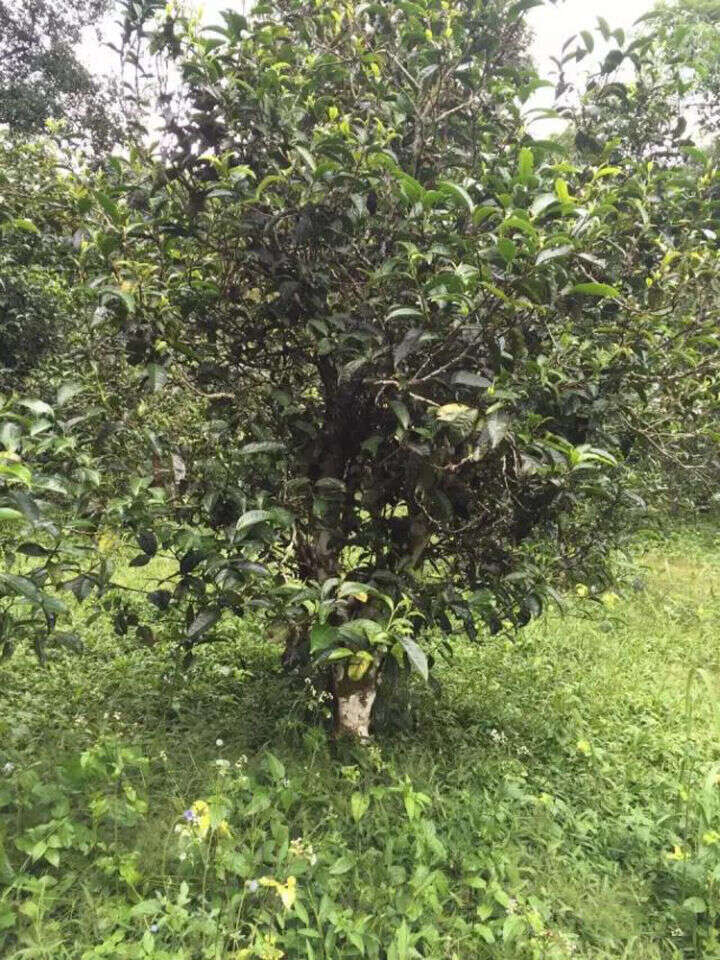 革登正山尋茶記