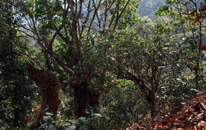 先有莽枝牛滾塘，之后才有普洱府